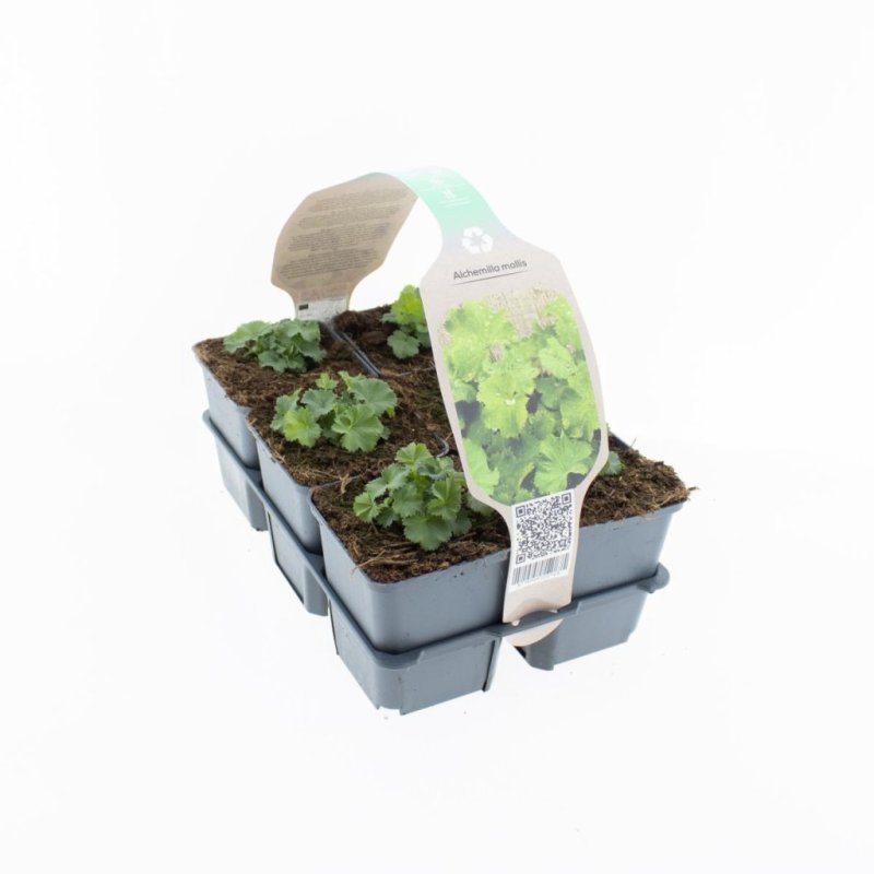 Alchemilla mollis 6-Pack
