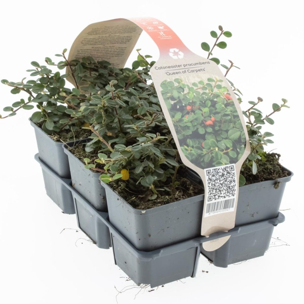 Cotoneaster d. Frieders Evergreen 6-Pack