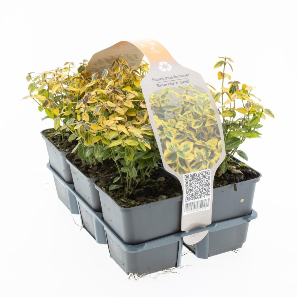 Euonymus fort. 'Emerald Gold' 6-Pack