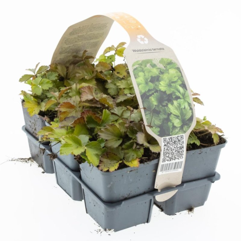 Waldsteinia ternata 6-Pack