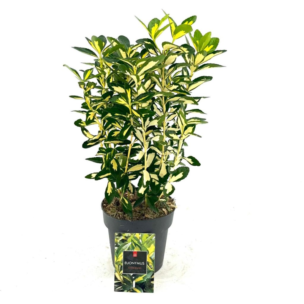 Euonymus jap. 'Goldqueen'&reg; C1.7 20+