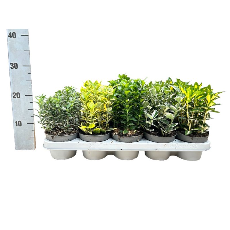 Euonymus japonica Mix-Tray P12