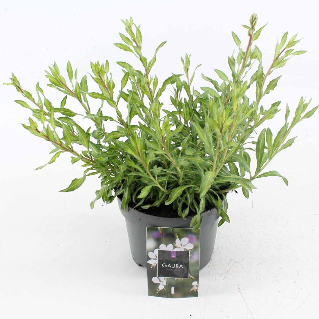 Gaura lindheimeri 'White Dove' C2