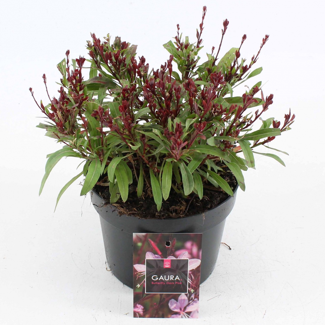 Gaura lindheimeri 'Butterfly Dark Pink' C2