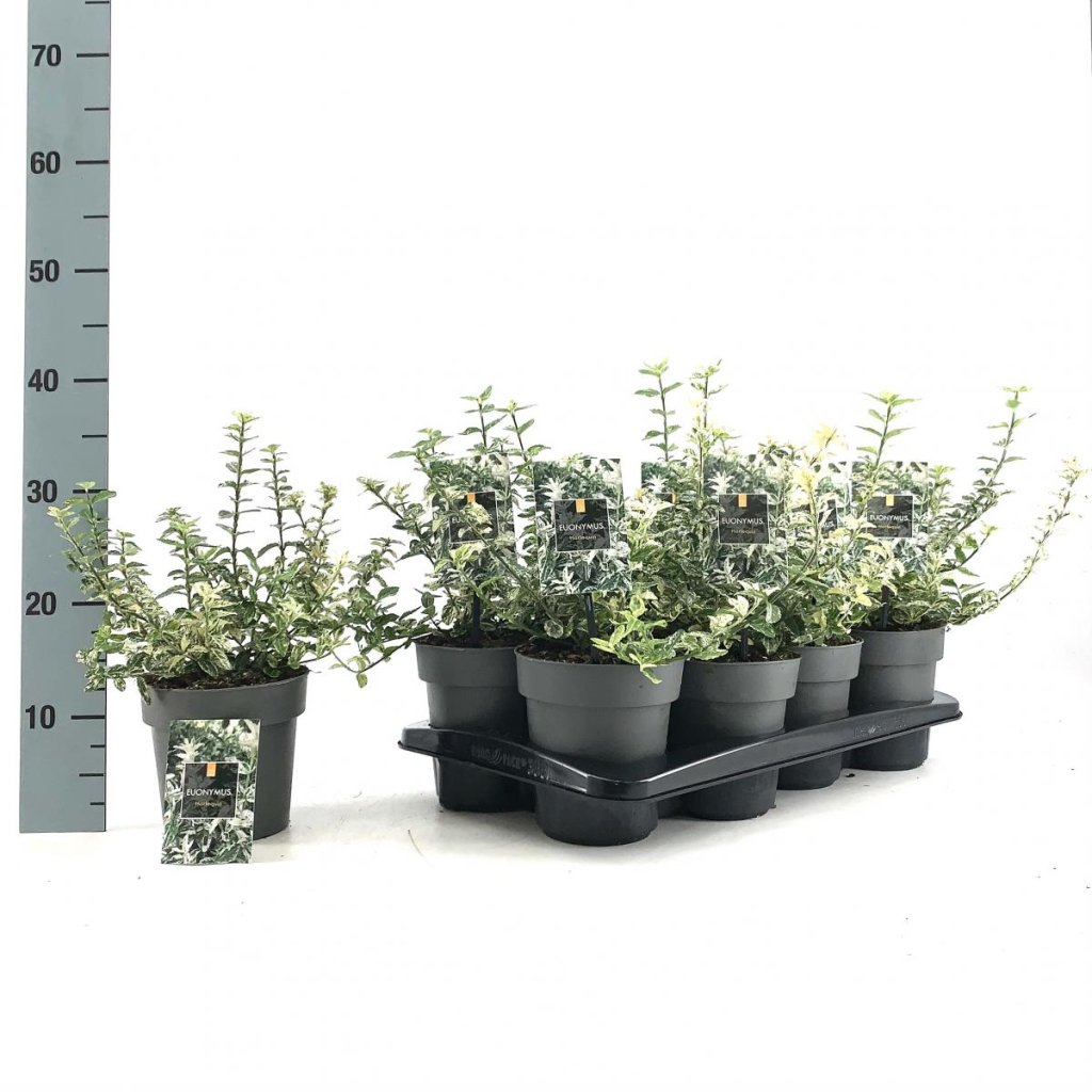 Euonymus fort. 'Harlequin' C1.7, 20+