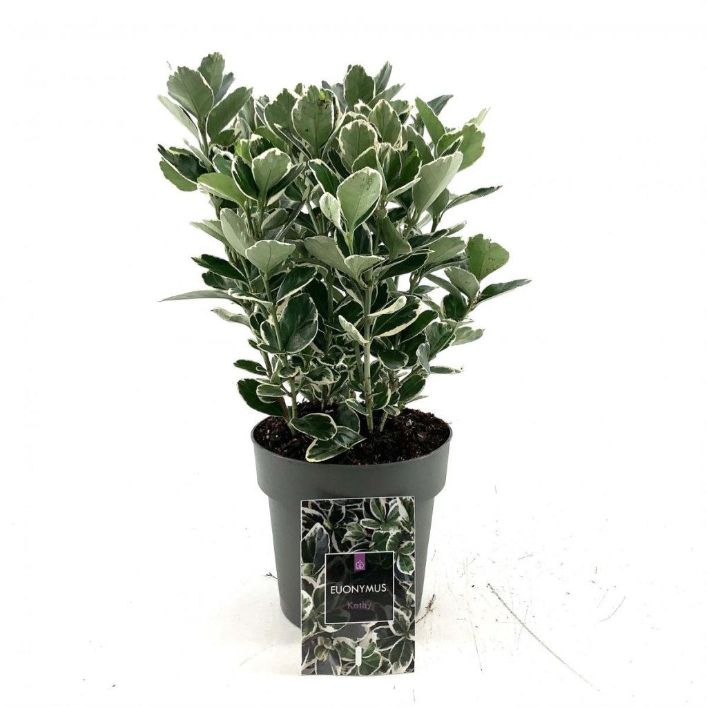 Euonymus jap. 'Caty' &reg; C1.7