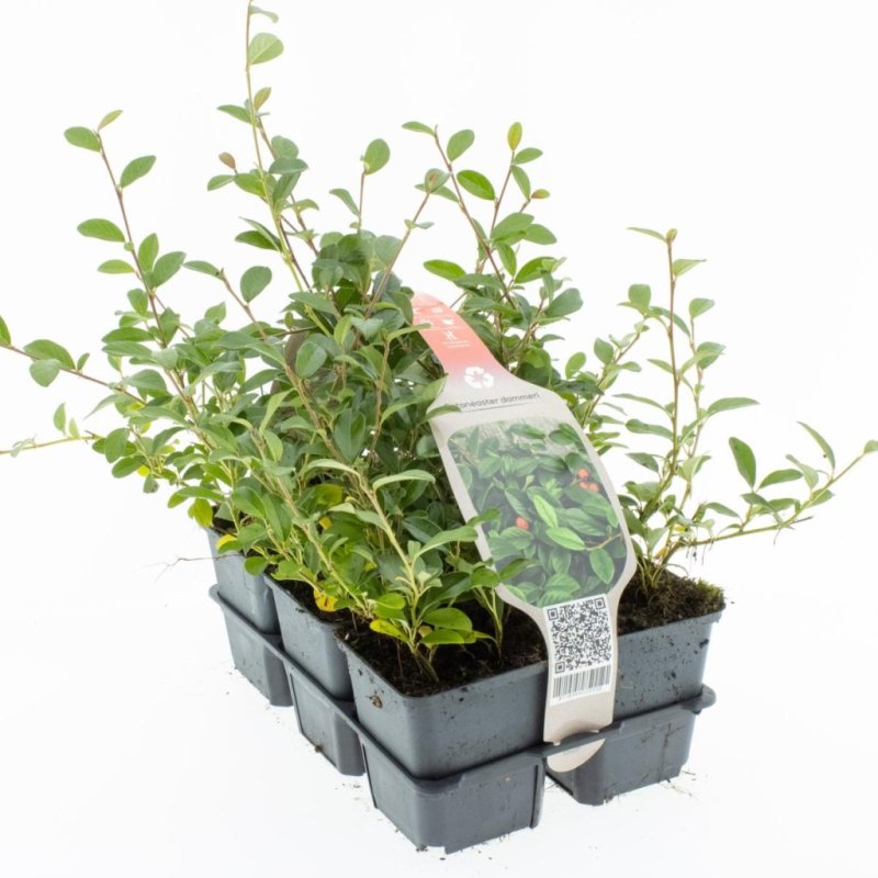 Cotoneaster dam. 'Radicans' 6-Pack