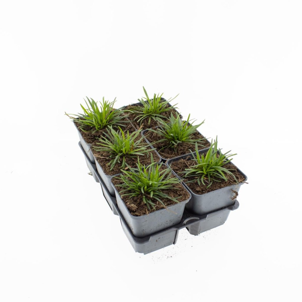 Armeria mar. 'Alba' 6-Pack