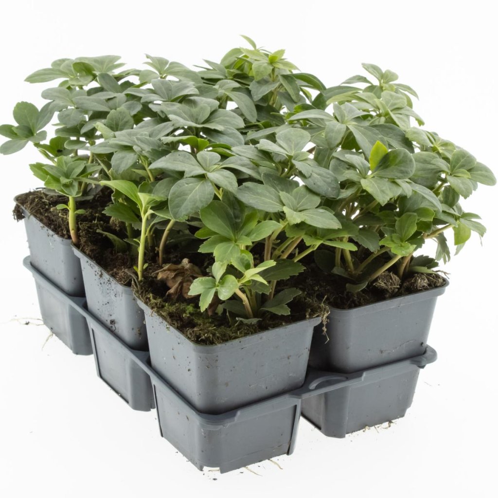 Pachysandra terminalis TB9x9 