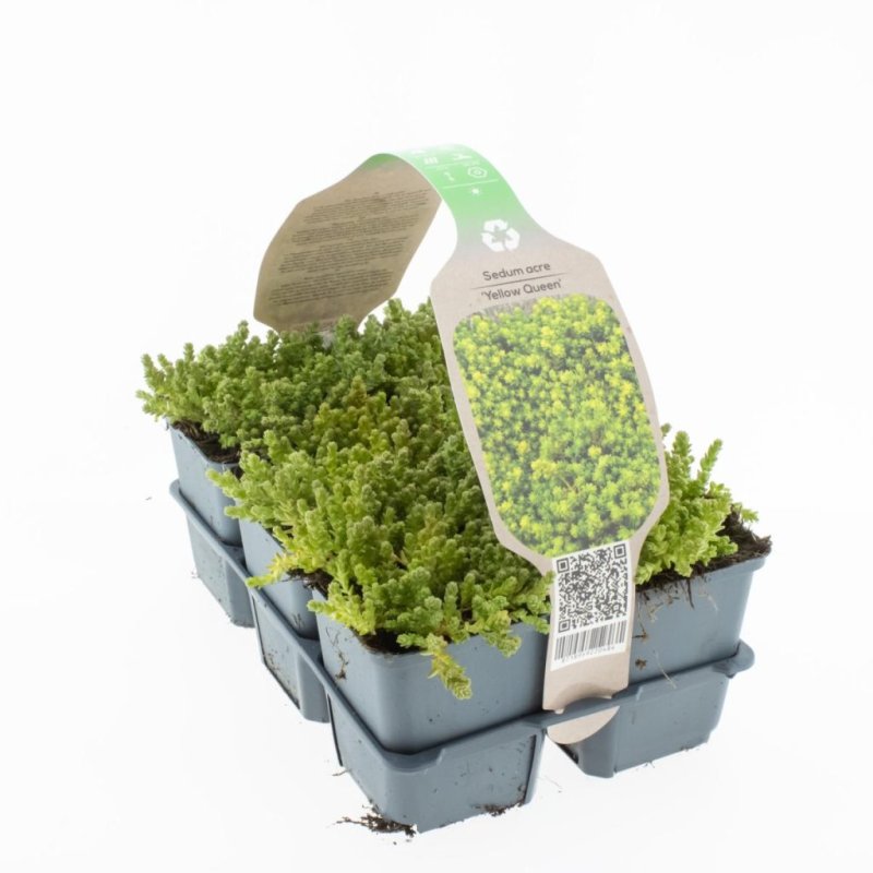 Sedum acre 'Yellow Queen' 6-Pack 
