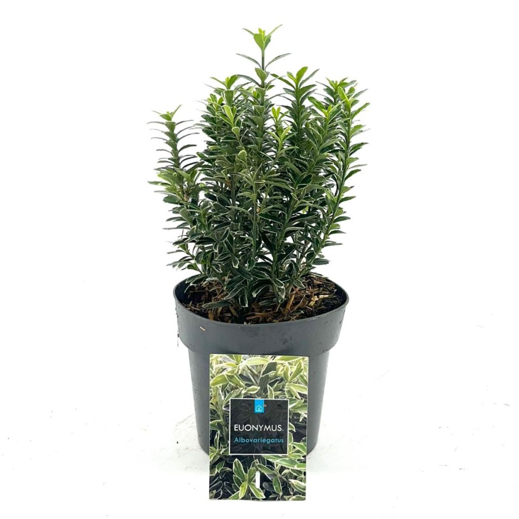 Euonymus jap. 'Microphylla Albovariegatus' C1.7