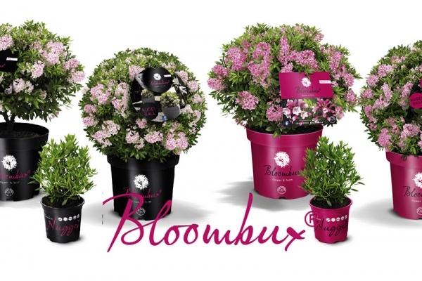 Bloombux