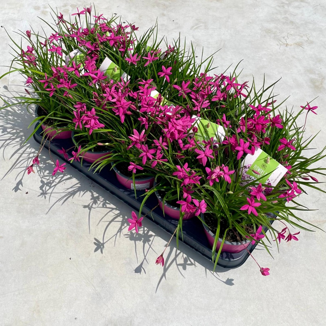Rhodohypoxis baurri (Grasstern) P12